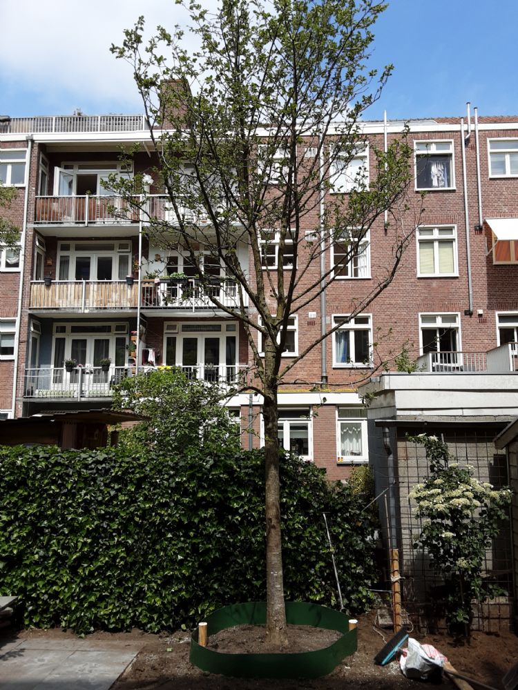 De <i>Magnolia kobus</i> op zijn nieuwe plek