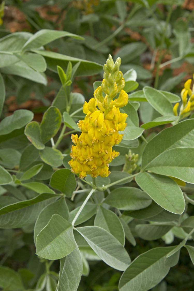 Argyrocytisus battandieri Argyrocytisus battandieri