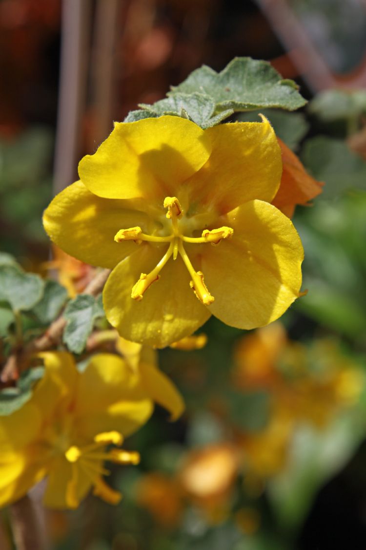 Fremontodendron 'California Glory' Fremontodendron 'California Glory'