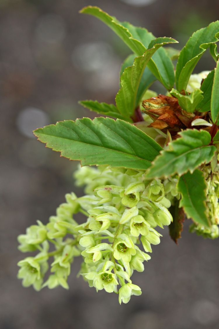 Ribes laurifolium Ribes laurifolium