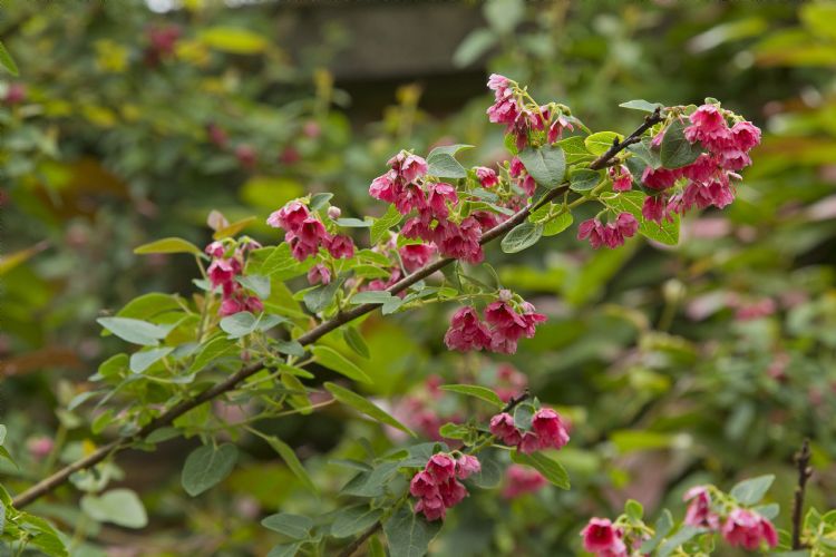 Vallea stipularis Vallea stipularis