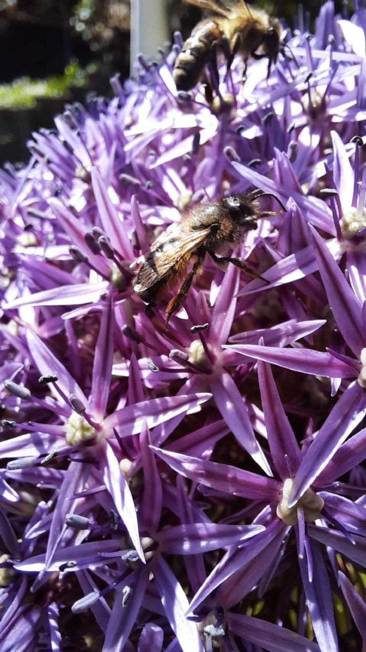 Allium met bijen