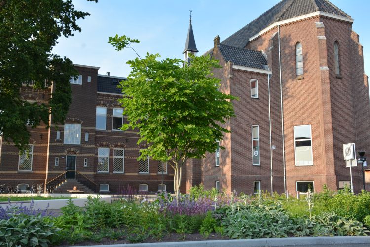 <i>Cladrastis kentukea</i> in Horst <i>Cladrastis kentukea</i> in Horst