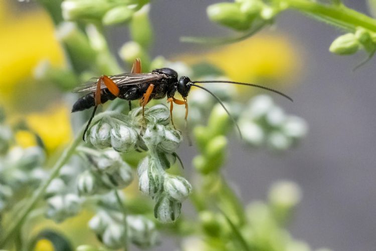 Sluipvliegen en sluipwespen in diverse soorten afkomstig uit EPR-nesten gefotografeerd tijdens onderzoek naar nectarinname