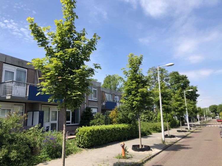 Deze rij bomen is hoogzomer in de Hemsterhuisbuurt in Amsterdam aangeplant en is het ondanks de hitte en dankzij de sensoren goed gaan doen. Deze rij bomen is hoogzomer in de Hemsterhuisbuurt in Amsterdam aangeplant en is het ondanks de hitte en dankzij de sensoren goed gaan doen.
