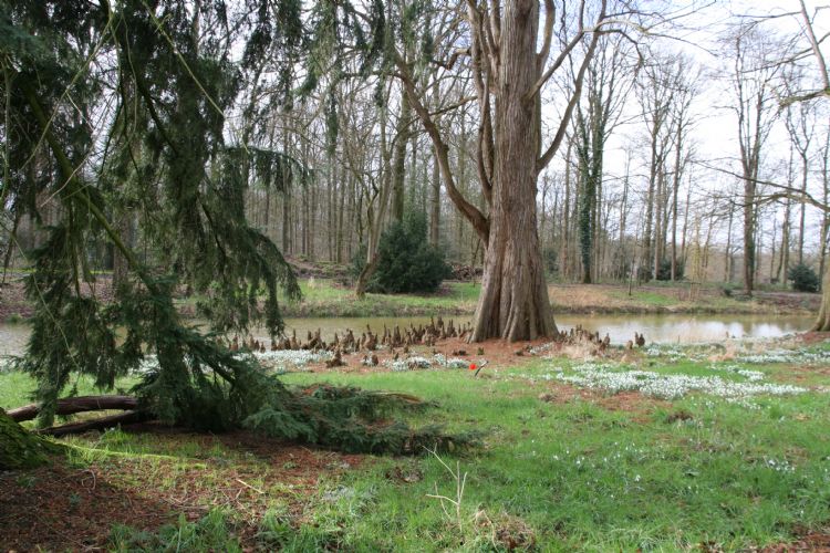 Het park heeft een moerascypres met luchtwortels Het park heeft een moerascypres met luchtwortels