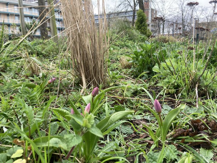 Rotterdamse stadsnatuur als je die haar gang laat gaan Rotterdamse stadsnatuur als je die haar gang laat gaan