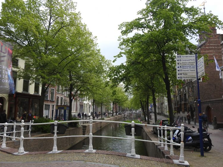 Langs de grachten sieren bomen de historische binnenstad van Delft.