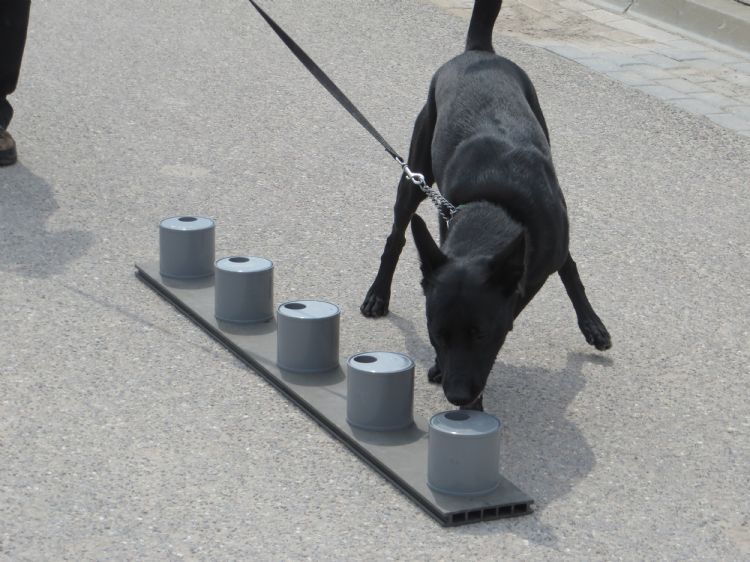 Een van de proefopstellingen waarmee honden opgeleid worden tot 'duizendknoopspeurder' Een van de proefopstellingen waarmee honden opgeleid worden tot 'duizendknoopspeurder'