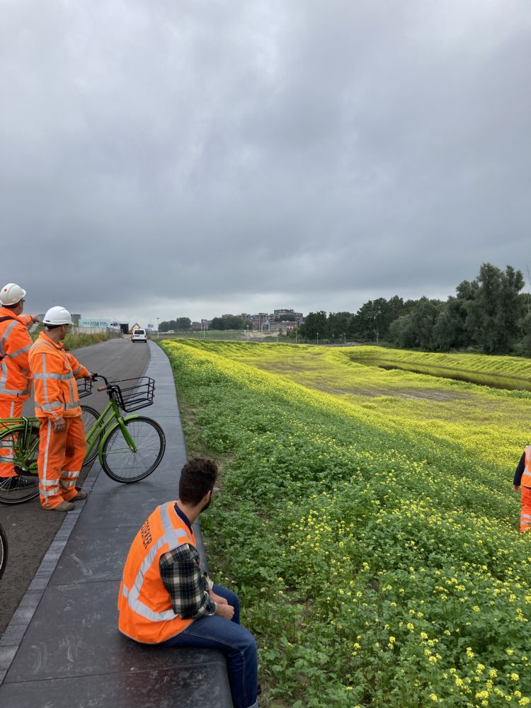 Beoordeling van het resultaat van de groenbemesting vorig jaar, voorafgaand aan de bomenplant Beoordeling van het resultaat van de groenbemesting vorig jaar, voorafgaand aan de bomenplant