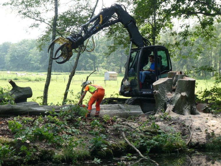 De bomen worden gecontroleerd geveld, met minimale schade aan de kade en de omgeving. De bomen worden gecontroleerd geveld, met minimale schade aan de kade en de omgeving.