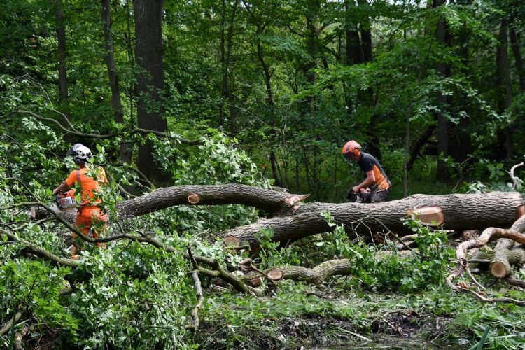 De bomen worden gekort voor transport. De bomen worden gekort voor transport.