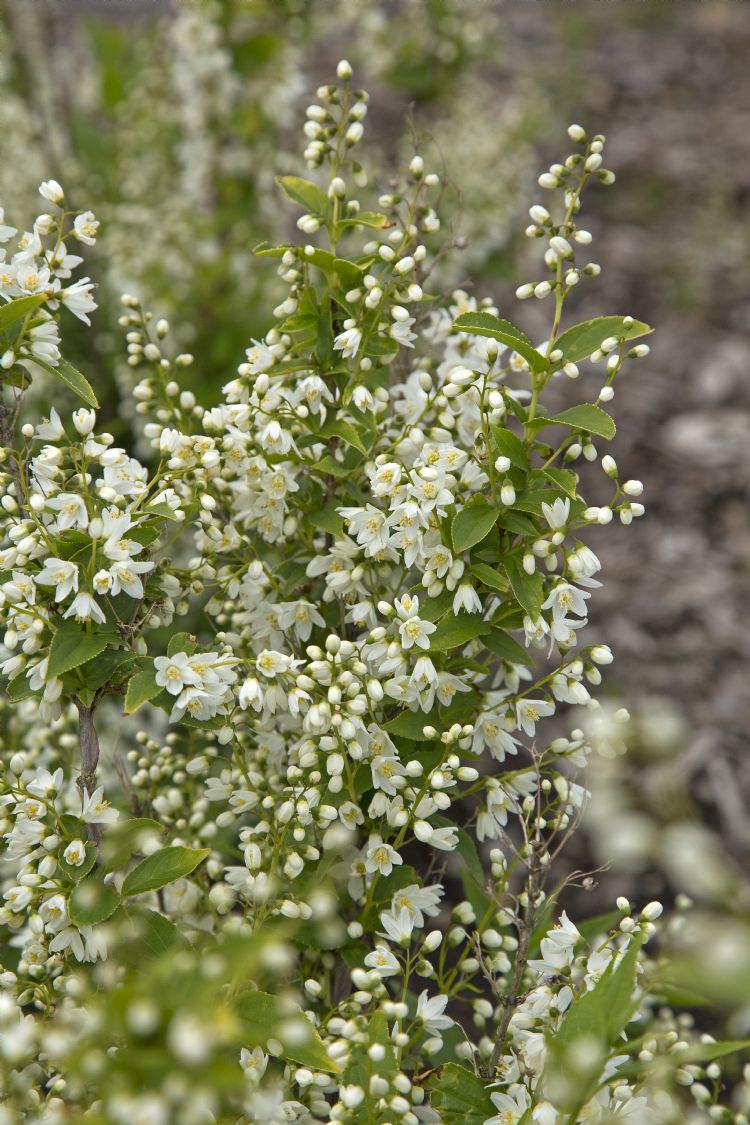 <i>Deutzia gracilis</i> <i>Deutzia gracilis</i>