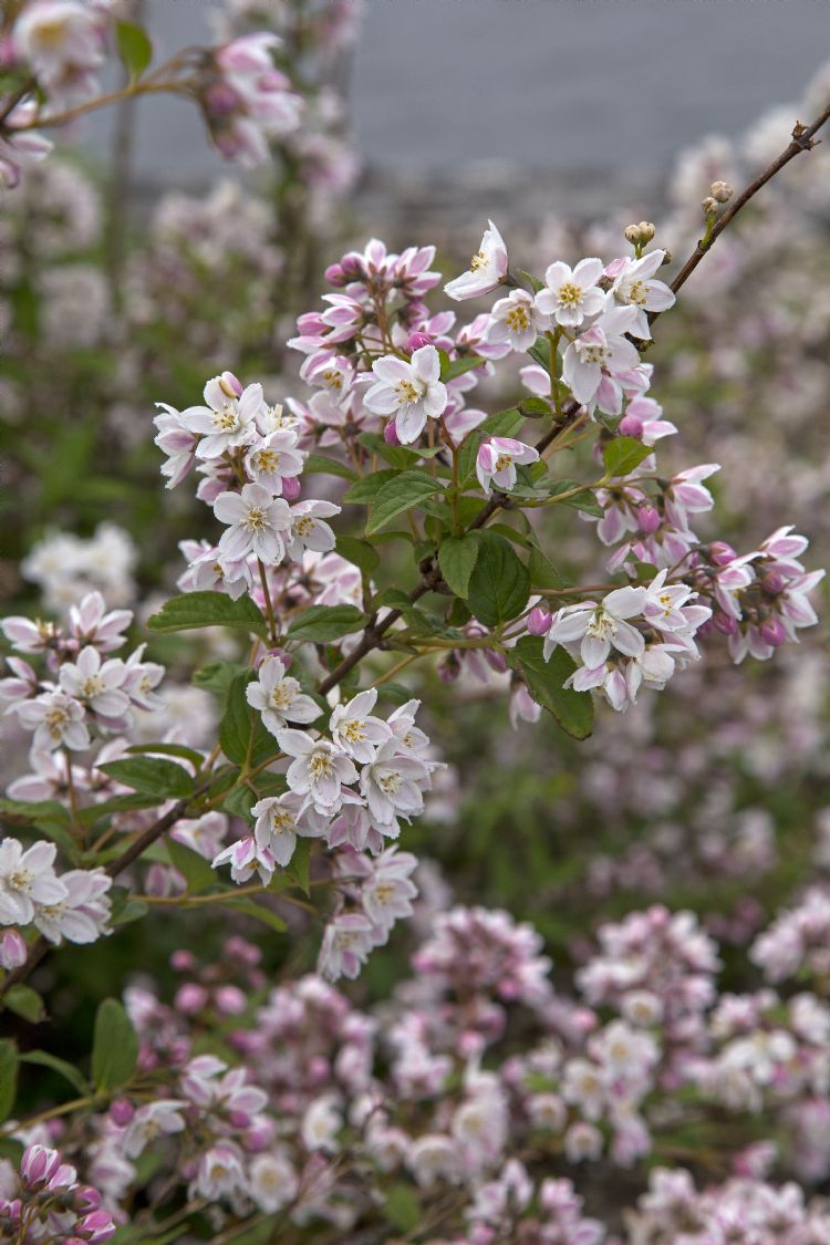 <i>Deutzia purpurascens</i> 'Kalmiiflora' <i>Deutzia purpurascens</i> 'Kalmiiflora'