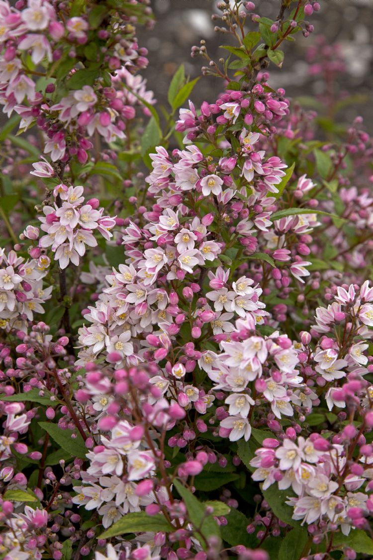 <i>Deutzia</i> YUKI CHERRY BLOSSOM ('NCDX2') <i>Deutzia</i> YUKI CHERRY BLOSSOM ('NCDX2')