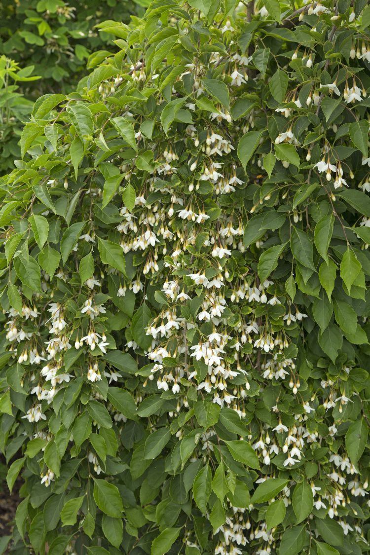 <i>Styrax japonicus</i> 'Fragrant Fountain' <i>Styrax japonicus</i> 'Fragrant Fountain'