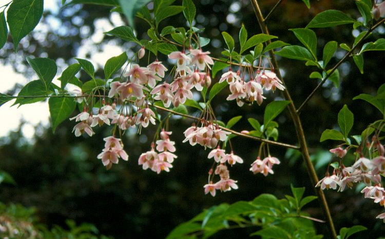 <i>Styrax japonicus</i> Benibana Group <i>Styrax japonicus</i> Benibana Group