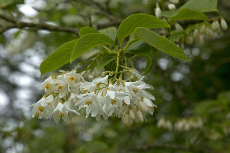 <i>Styrax obassia</i> <i>Styrax obassia</i>