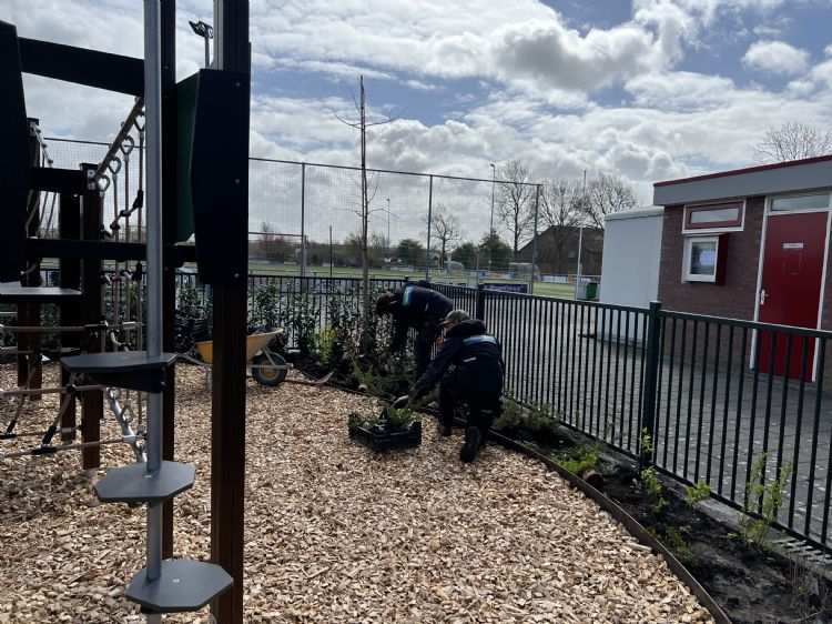 De borders met een afscheiding van cortenstaal worden voorzien van beplanting De borders met een afscheiding van cortenstaal worden voorzien van beplanting