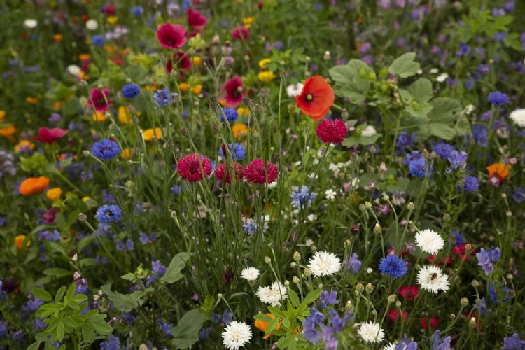 DLF Bijenbloemen DLF Bijenbloemen