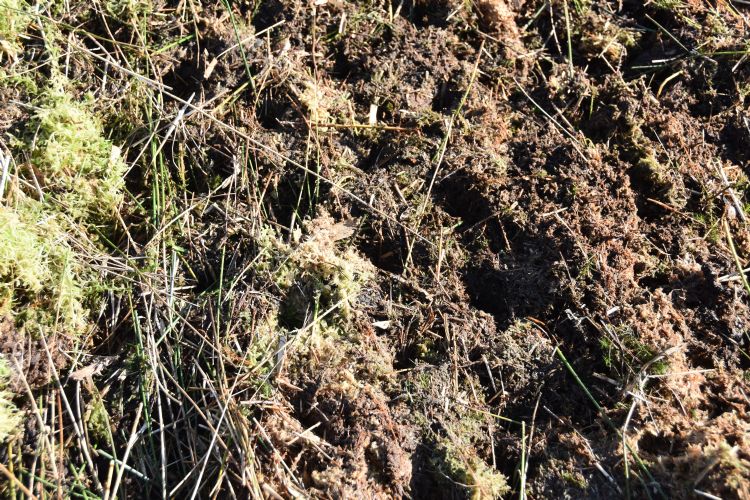 De nagelaten sporen van de kegels in het veenmos zijn na een dag weer verdwenen. De nagelaten sporen van de kegels in het veenmos zijn na een dag weer verdwenen.