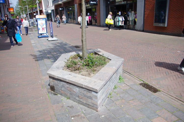 Krap bemeten groeiplaatsen voor bomen langs de Promenade Krap bemeten groeiplaatsen voor bomen langs de Promenade