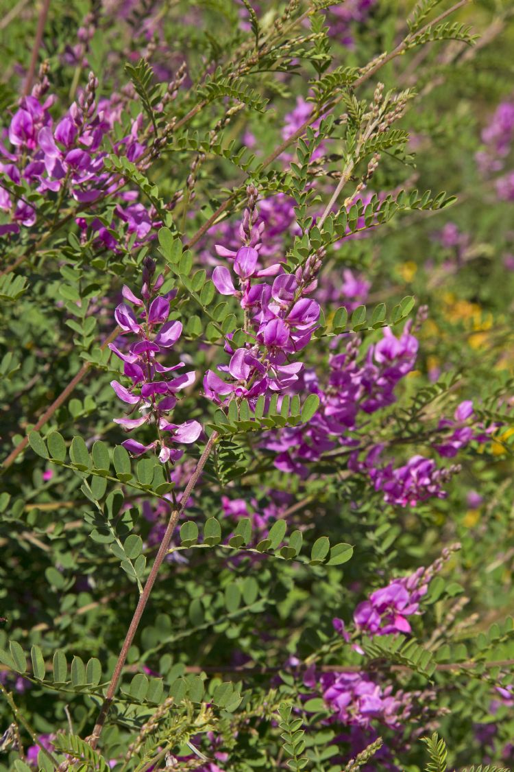 <i>Indigofera heterantha</i> 'Gerardiana' <i>Indigofera heterantha</i> 'Gerardiana'