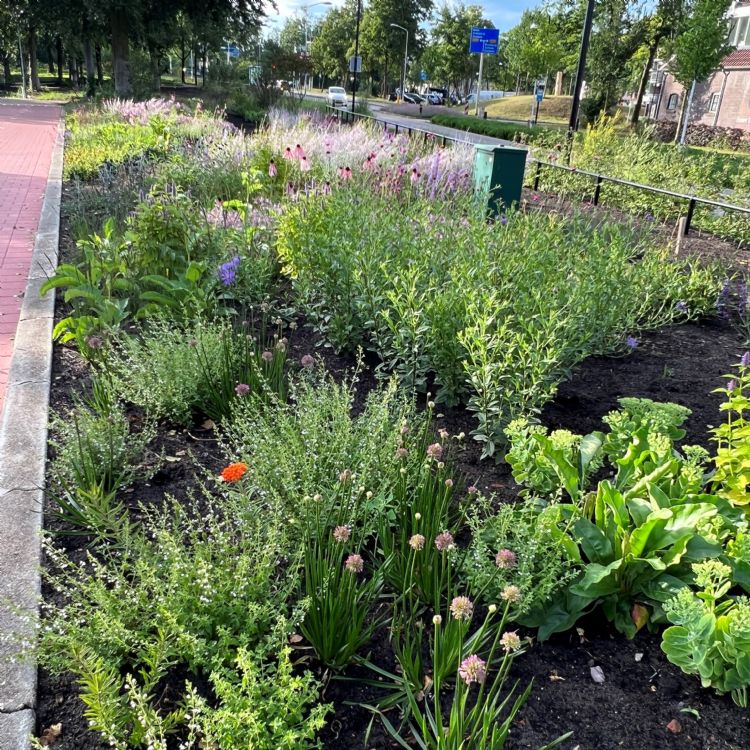 De creatieve combinaties van vegetatie biedt veel variatie De creatieve combinaties van vegetatie biedt veel variatie