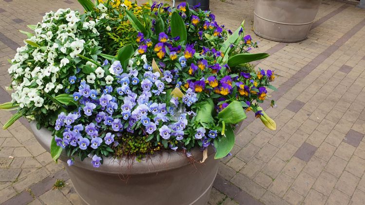 Voorjaarsperkgoed Voorjaarsperkgoed