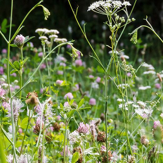 Veel vlinder- en bijensoorten zijn erbij gebaat als delen van de kruidige vegetatie blijft staan (foto: Mekelogisch Beheer) Veel vlinder- en bijensoorten zijn erbij gebaat als delen van de kruidige vegetatie blijft staan (foto: Mekelogisch Beheer)
