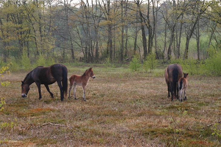 Begrazing zorgt voor goed bermbeheer (foto: Mekelogisch Beheer) Begrazing zorgt voor goed bermbeheer (foto: Mekelogisch Beheer)