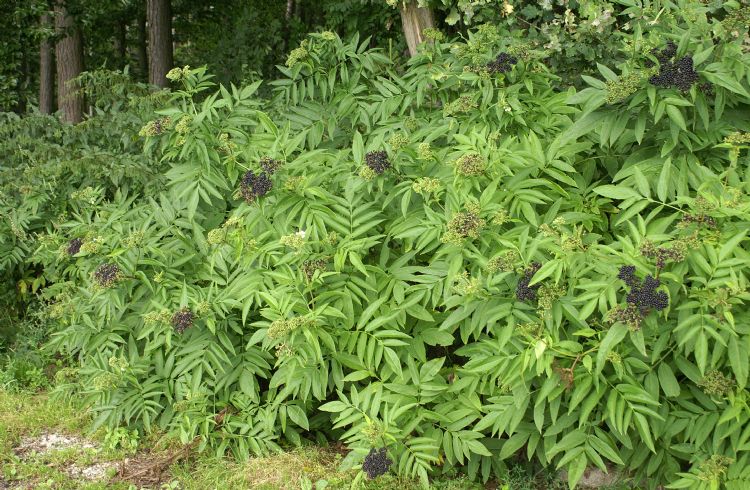 <i>Sambucus ebulus</i>, de kruidvlier, is geen heester, maar een vaste plant <i>Sambucus ebulus</i>, de kruidvlier, is geen heester, maar een vaste plant