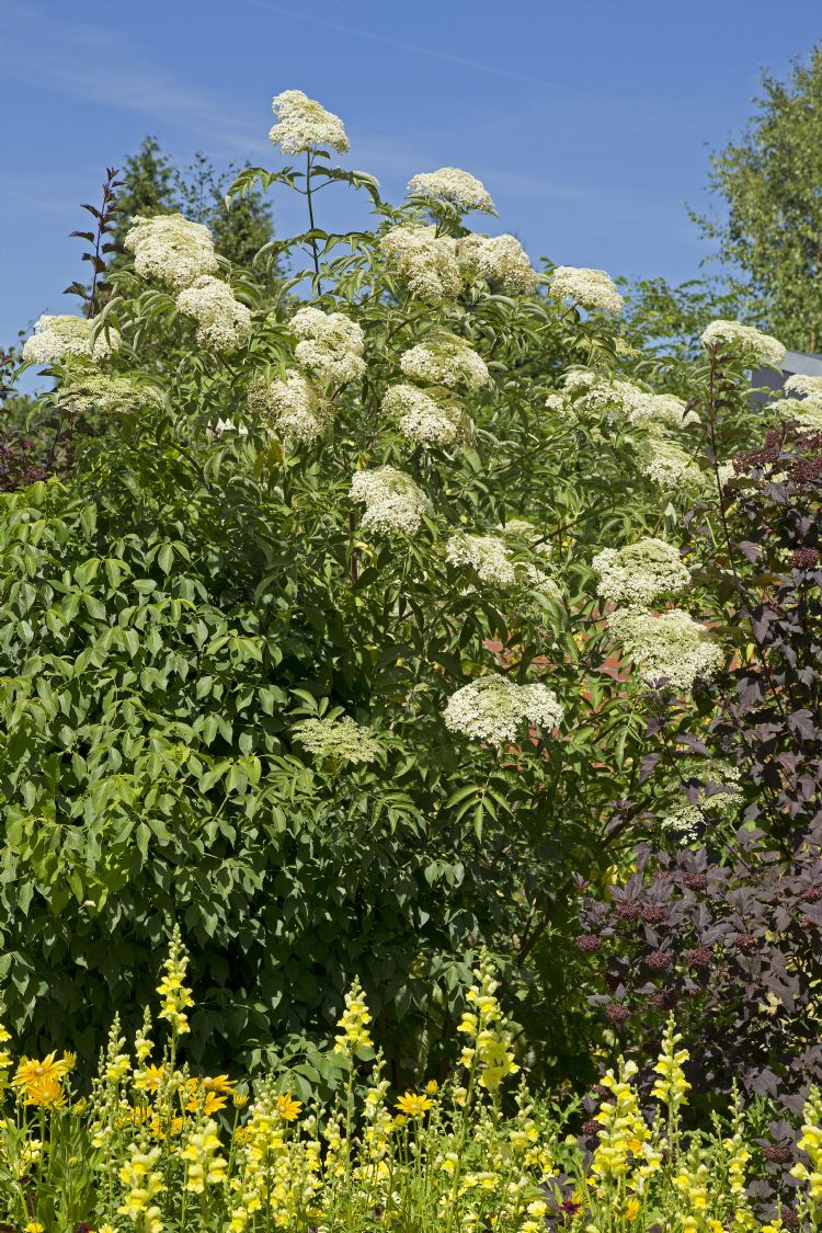 <i>Sambucus canadensis</i> Maxima <i>Sambucus canadensis</i> Maxima