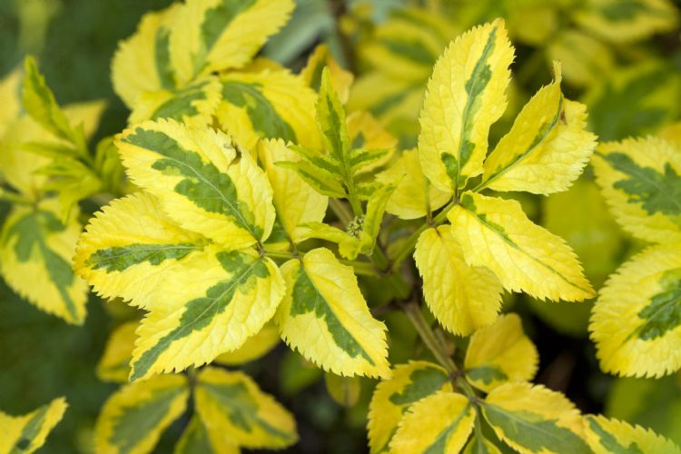 Sambucus nigra 'Madonna' Sambucus nigra 'Madonna'