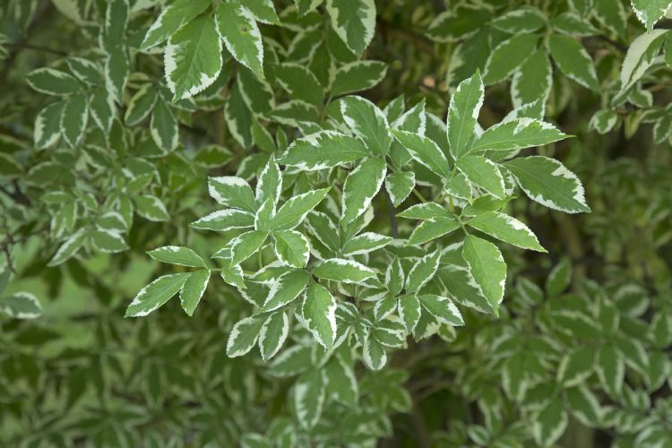 Sambucus nigra 'Albovariegata' Sambucus nigra 'Albovariegata'