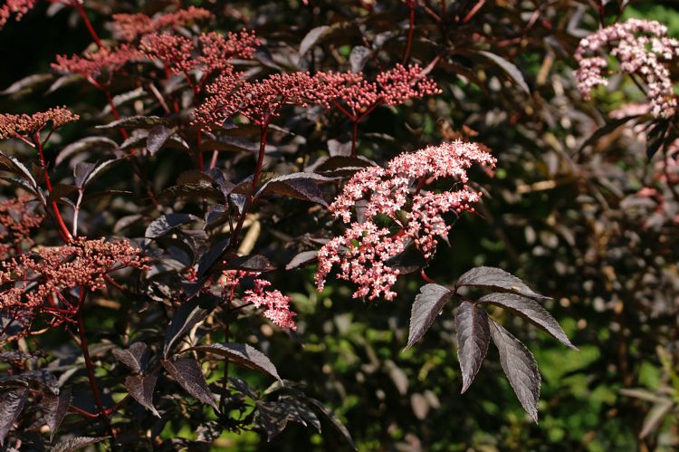 Sambucus nigra 'Gerda' (BLACK BEAUTY) Sambucus nigra 'Gerda' (BLACK BEAUTY)