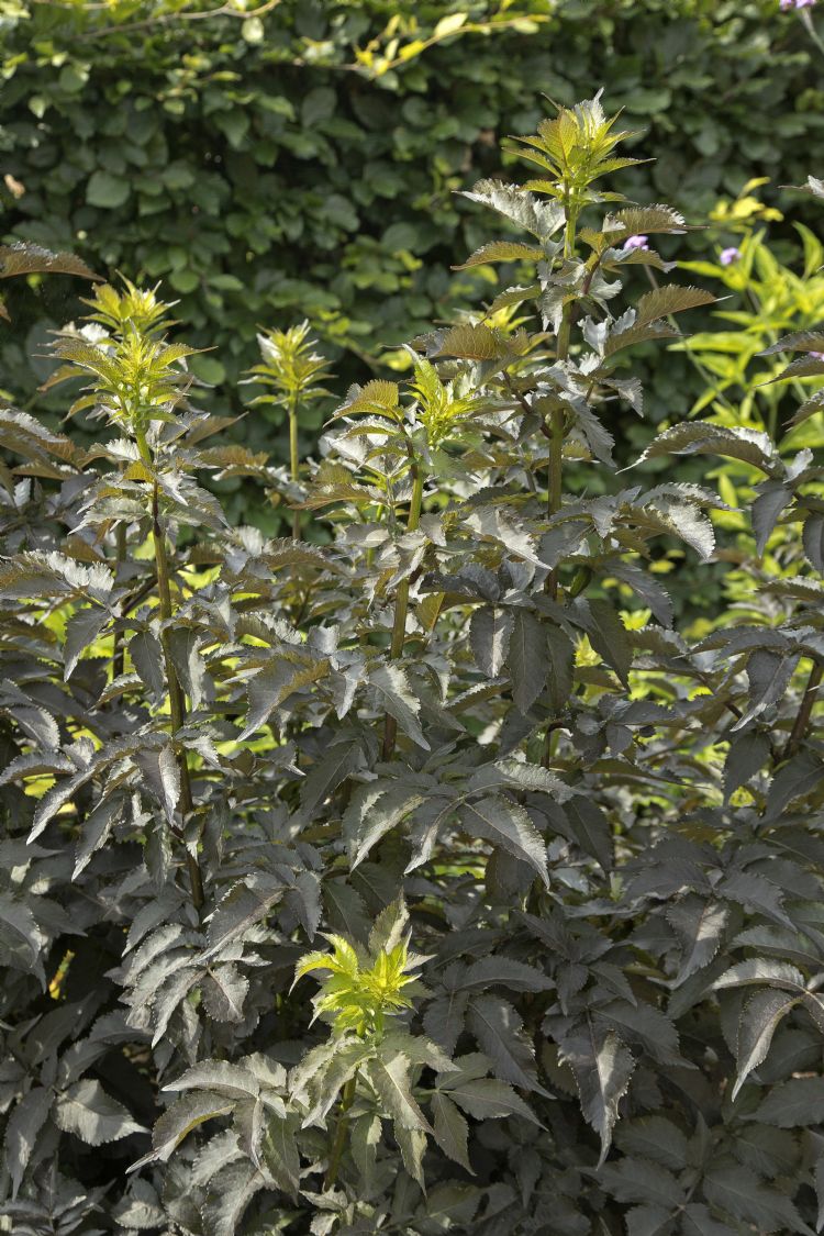 Sambucus nigra 'Eiffel 1' (BLACK TOWER) Sambucus nigra 'Eiffel 1' (BLACK TOWER)
