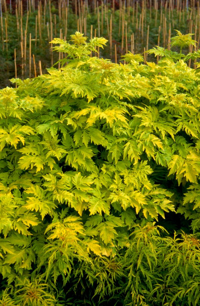 Sambucus racemosa 'Sutherland Gold' Sambucus racemosa 'Sutherland Gold'