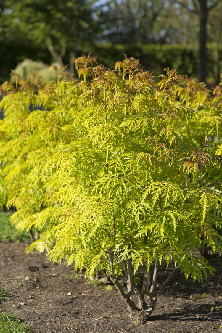 Sambucus 'SMNSRD4' (LEMONY LACE) Sambucus 'SMNSRD4' (LEMONY LACE)