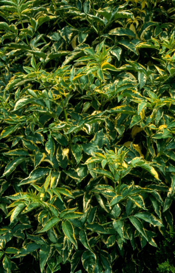 Sambucus nigra 'Marginata' Sambucus nigra 'Marginata'