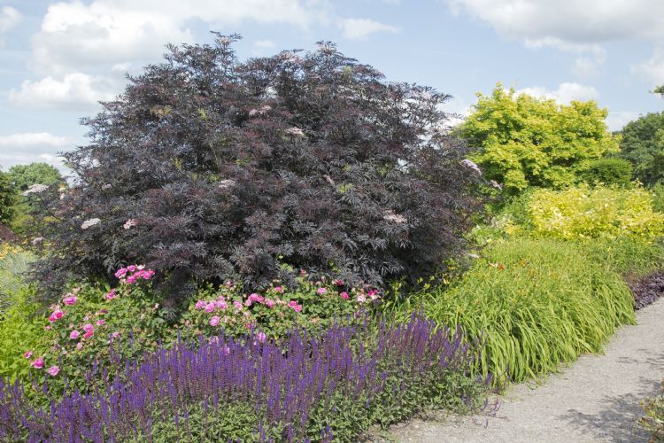 Sambucus nigra 'Eva' (BLACK LACE) Sambucus nigra 'Eva' (BLACK LACE)