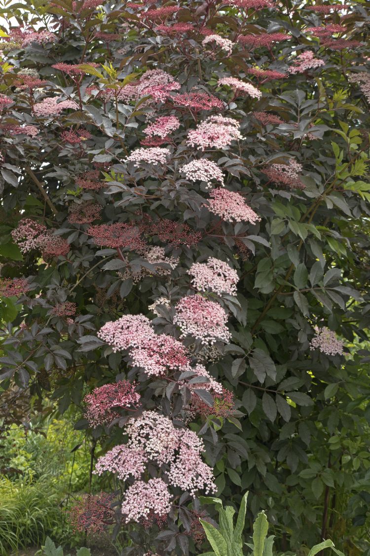 Sambucus nigra 'Thundercloud' Sambucus nigra 'Thundercloud'