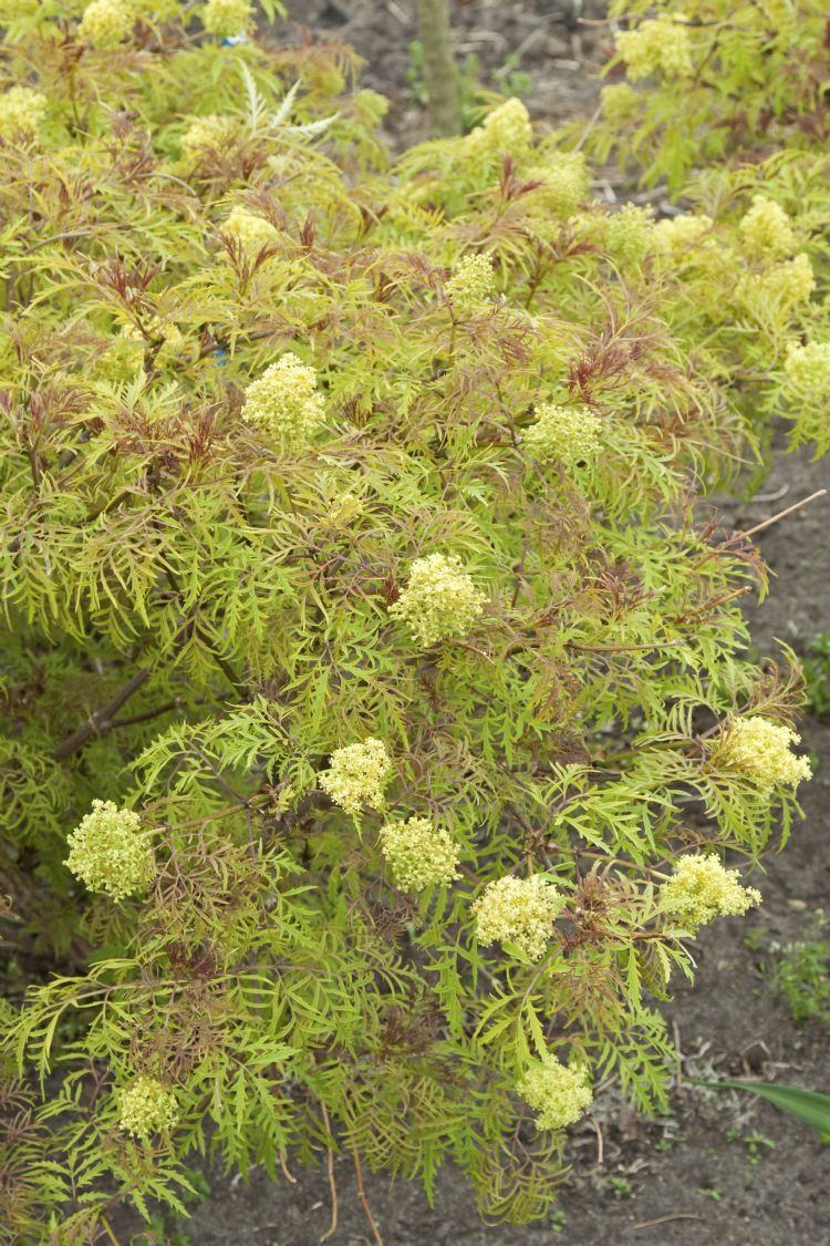 Sambucus racemosa 'Walfinb' Sambucus racemosa 'Walfinb'
