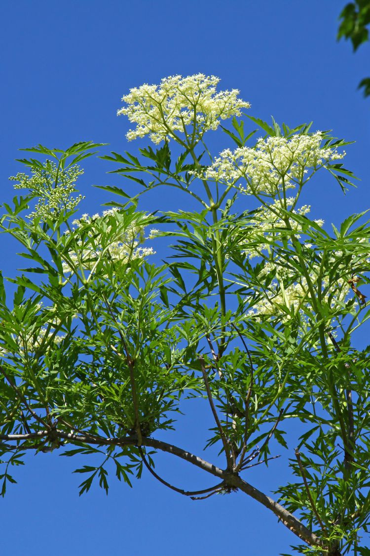 Sambucus nigra 'Laciniata' Sambucus nigra 'Laciniata'