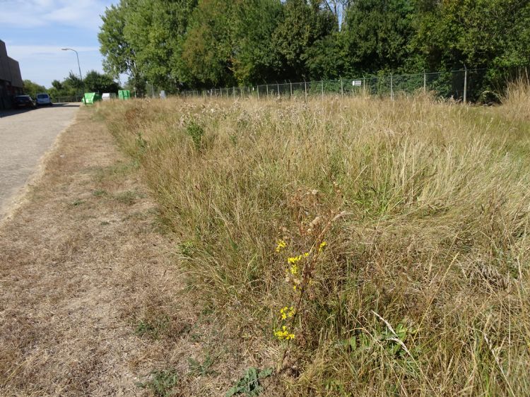De schade van een natuurbrand is vele malen groter dan die van een berm die te vroeg wordt gemaaid. De schade van een natuurbrand is vele malen groter dan die van een berm die te vroeg wordt gemaaid.