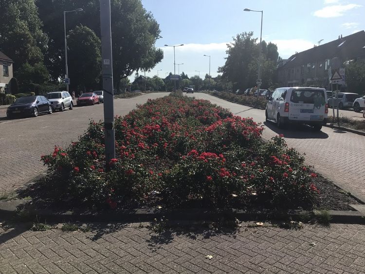 Plantvak met bokashi. Foto: Benjamin Mensinga Plantvak met bokashi. Foto: Benjamin Mensinga