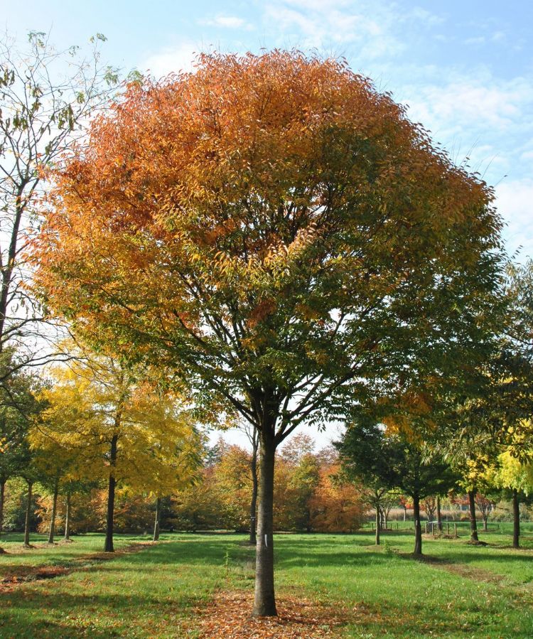 Zelkova serrata 'Flekova' Zelkova serrata 'Flekova'
