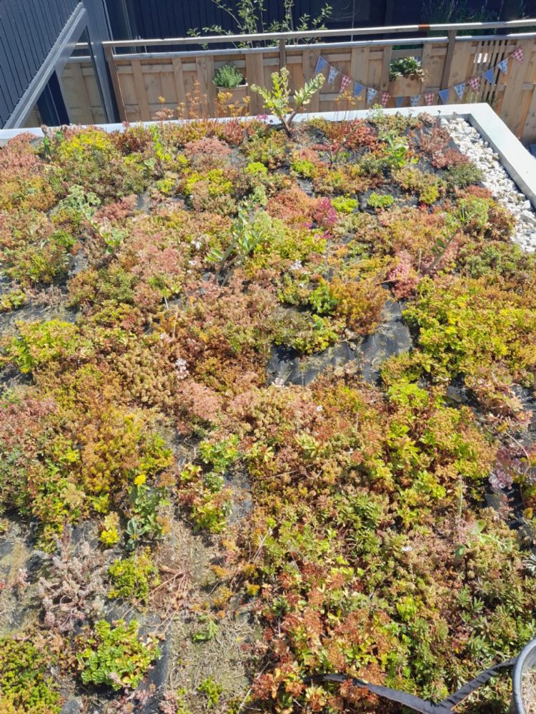 Begroeing van een vlak dak Begroeing van een vlak dak