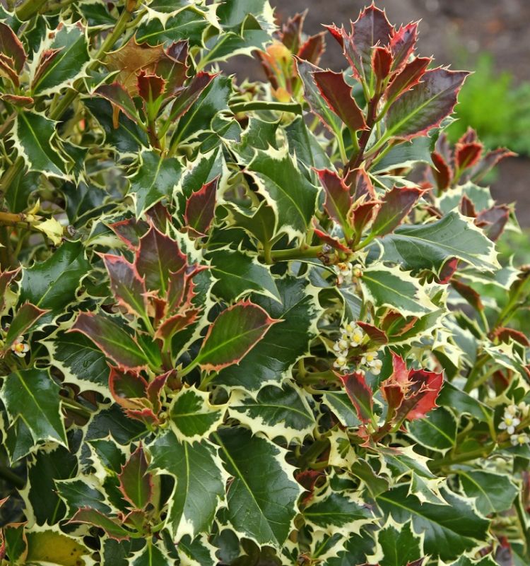 <i>Ilex aquifolium</i> 'Silver Queen' <i>Ilex aquifolium</i> 'Silver Queen'