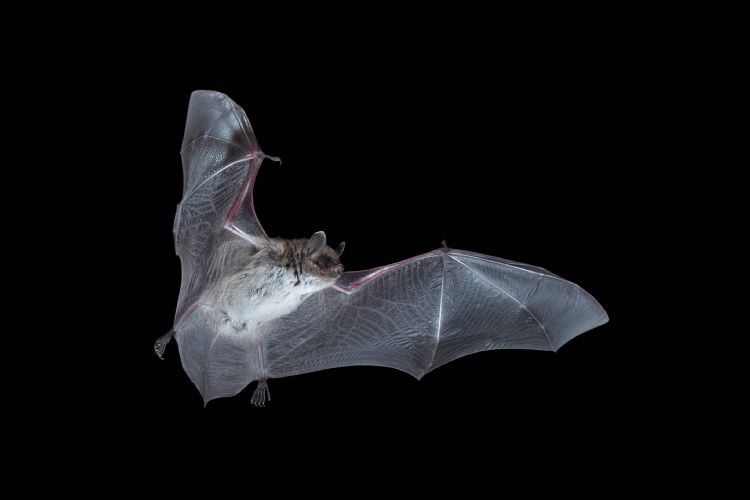 De meervleermuis is een zeer lichtschuwe soort. Deze soort vliegt dan ook pas uit als het helemaal donker is (Credit: Agamy Photo Agency, Shutterstock) De meervleermuis is een zeer lichtschuwe soort. Deze soort vliegt dan ook pas uit als het helemaal donker is (Credit: Agamy Photo Agency, Shutterstock)